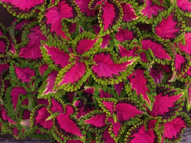 coleus